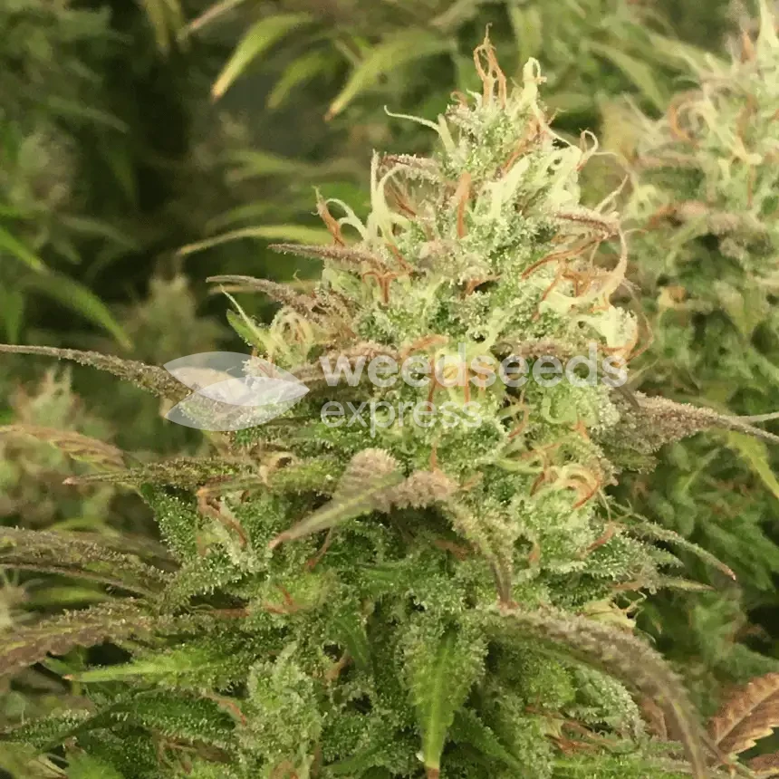 Gorilla Glue #4 Seeds