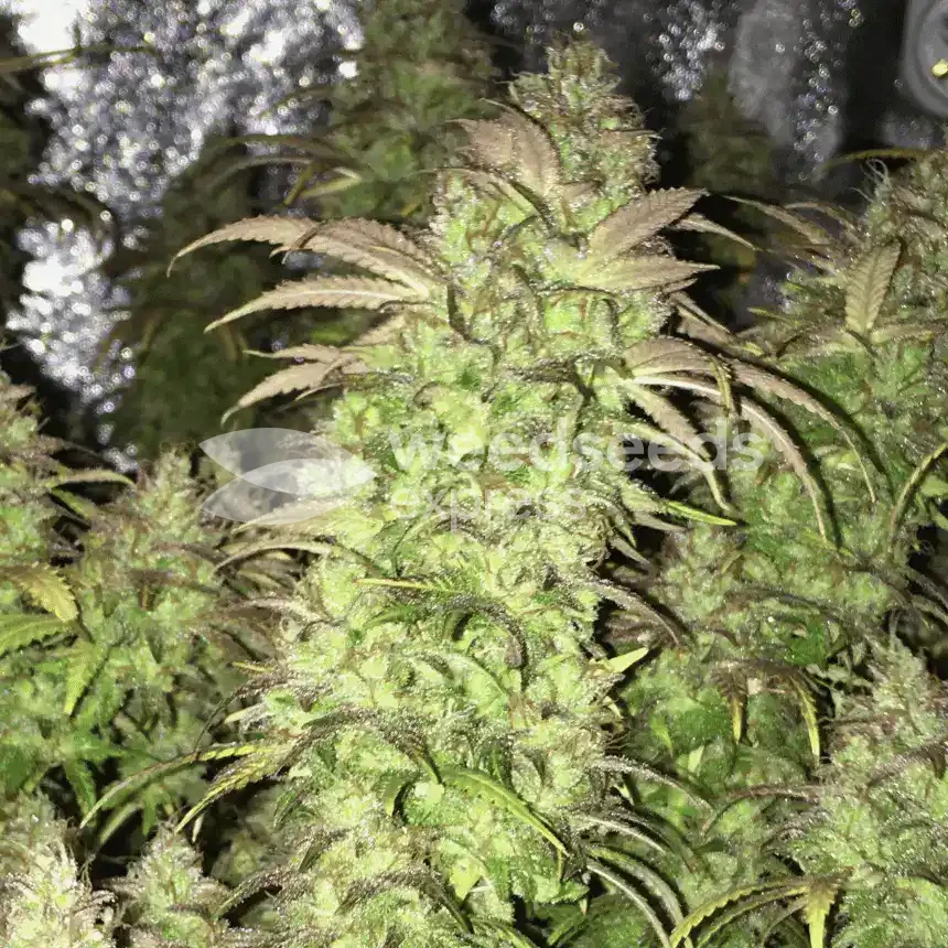Gorilla Glue #4 Seeds