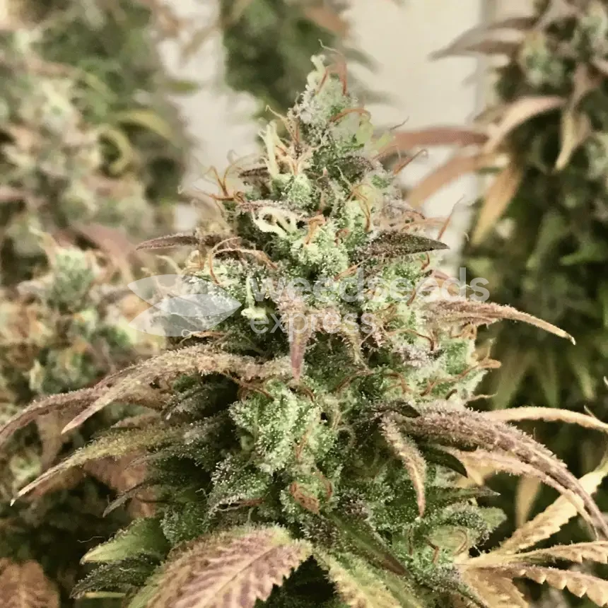 Gorilla Glue #4 Seeds