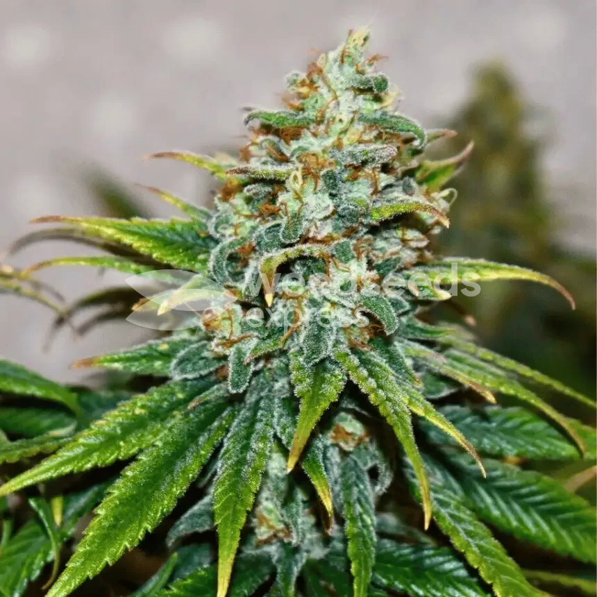 Granddaddy Purple seeds NZ