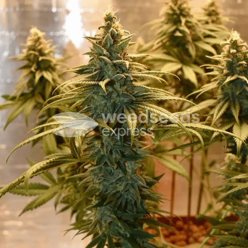 Granddaddy Purple seeds NZ
