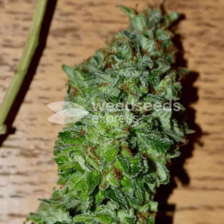 Granddaddy Purple seeds NZ