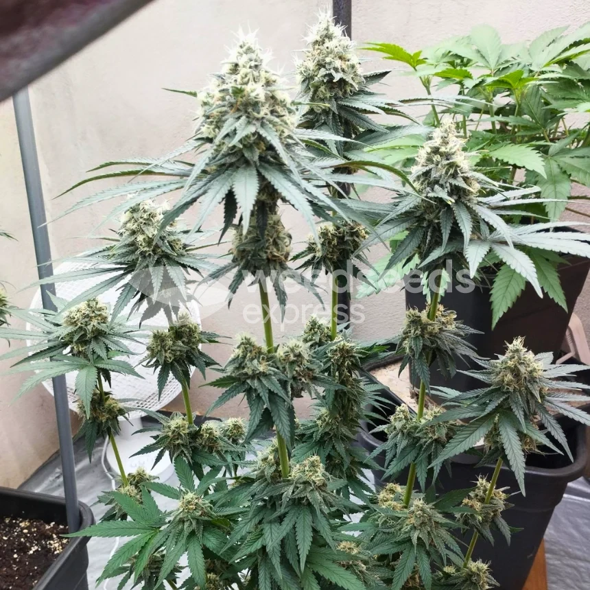 Granddaddy Purple seeds NZ