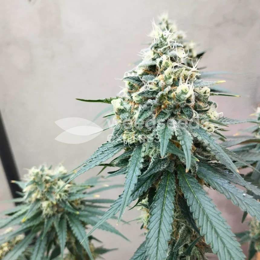 Granddaddy Purple seeds NZ