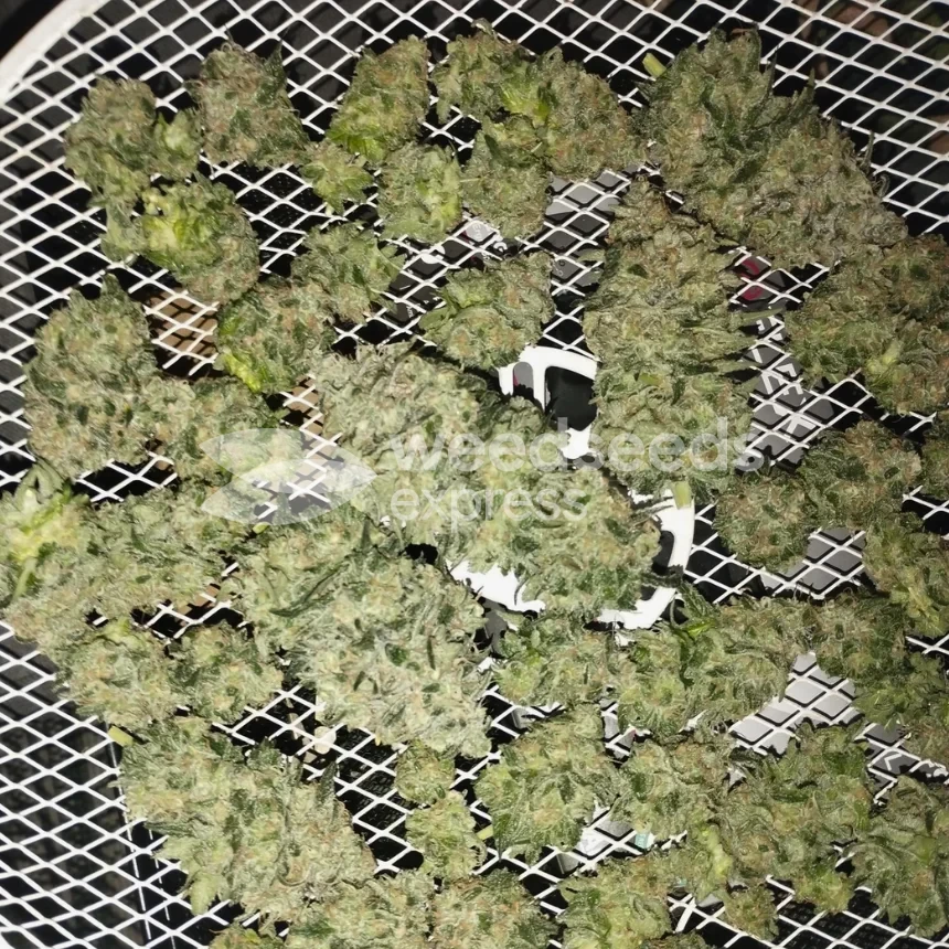 Granddaddy Purple seeds NZ
