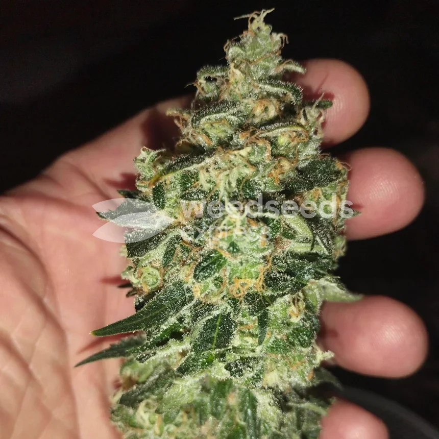 Granddaddy Purple seeds NZ