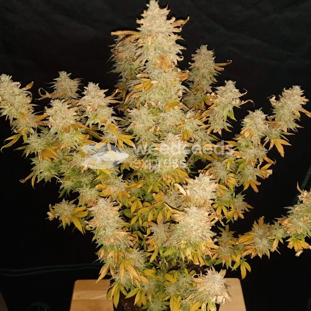Green Crack Seeds