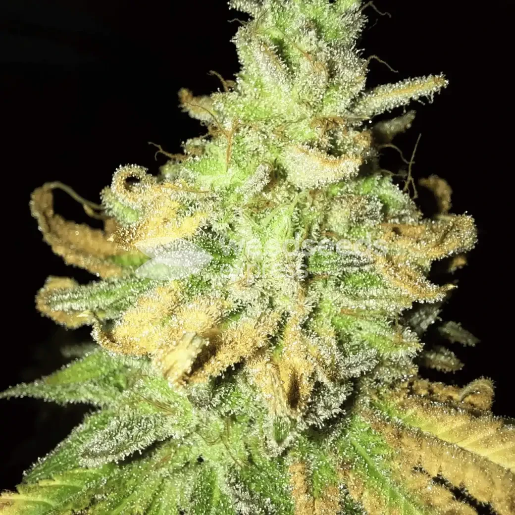 Green Crack Seeds
