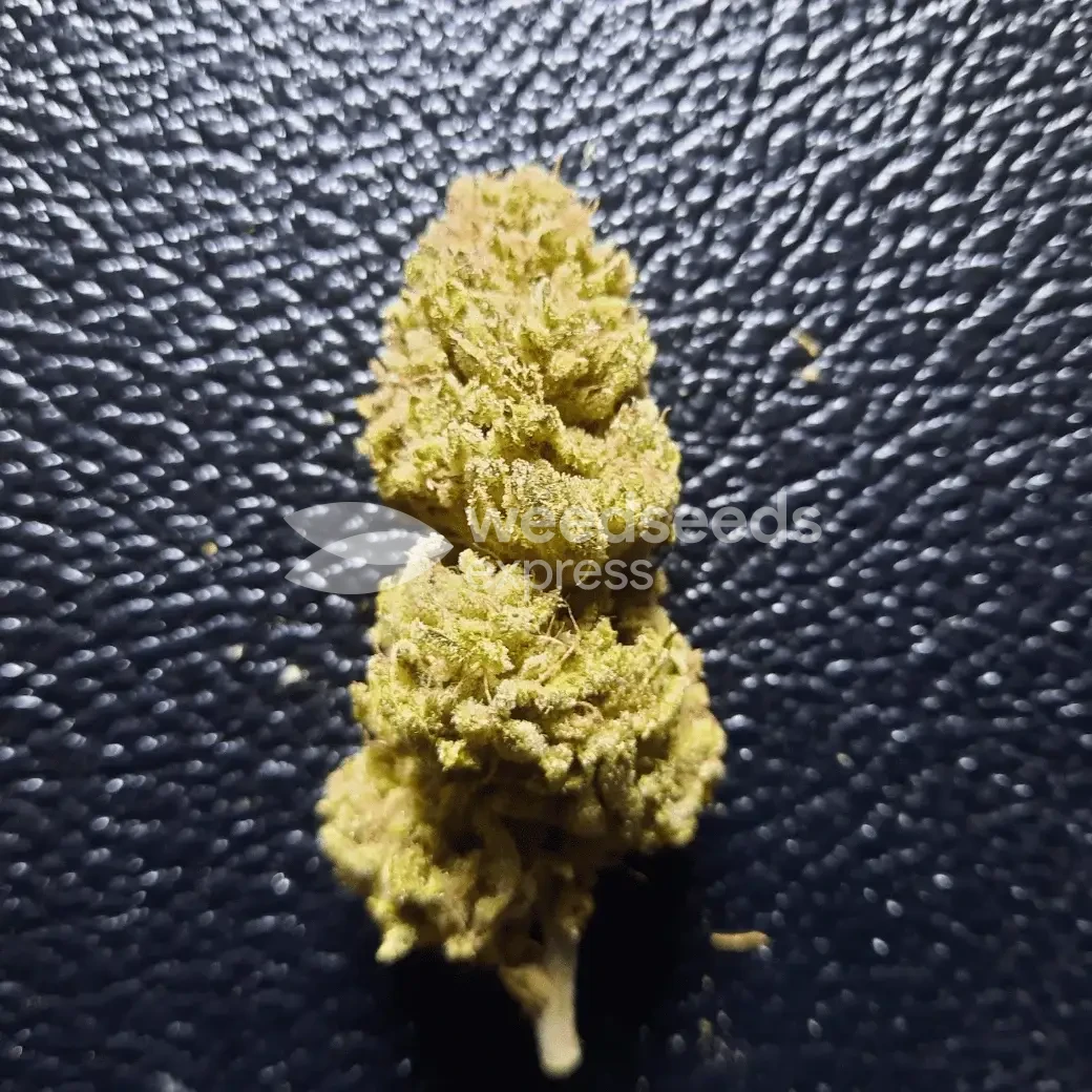 Green Crack Seeds
