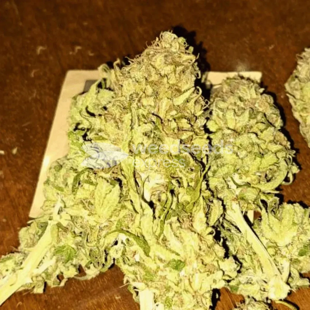 Green Crack Seeds