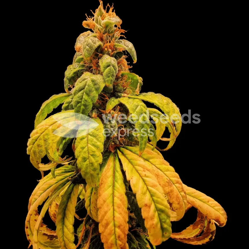 Harlequin Seeds NZ
