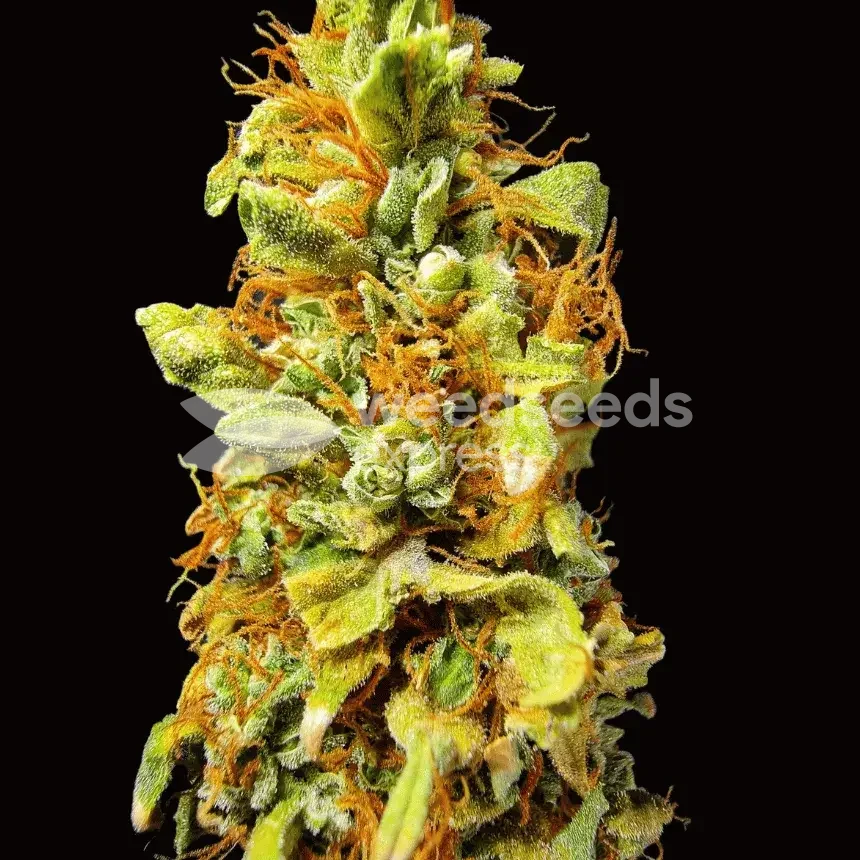Harlequin Seeds NZ