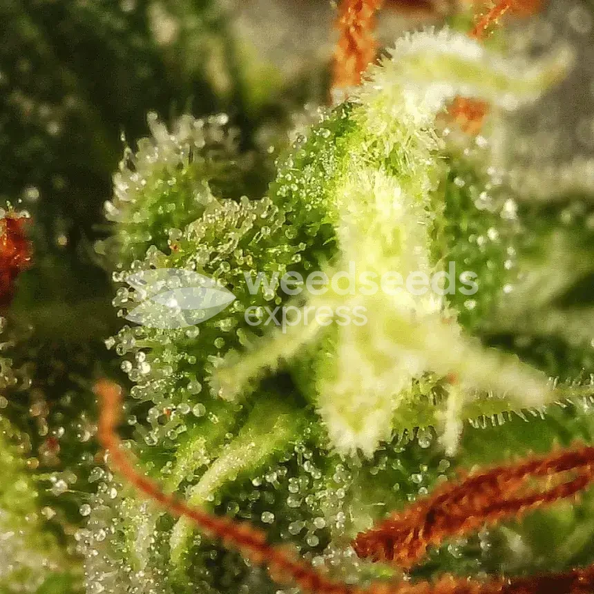 Harlequin Seeds NZ