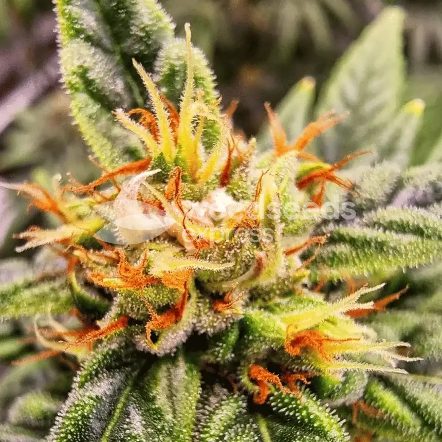 Harlequin Seeds NZ