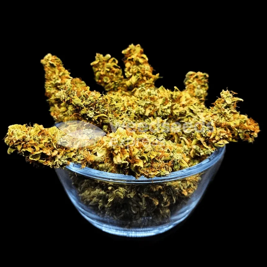 Harlequin Seeds NZ