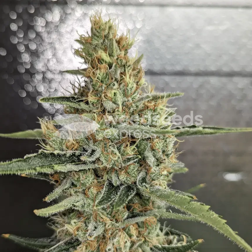 Jack Herer Seeds NZ