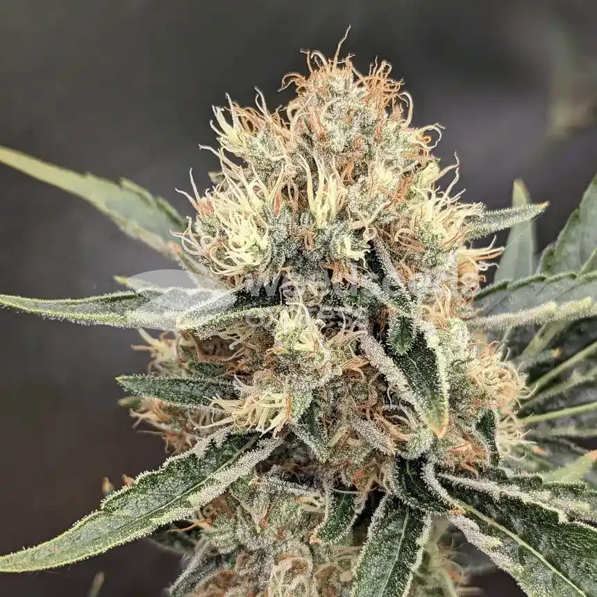 Jack Herer Seeds NZ