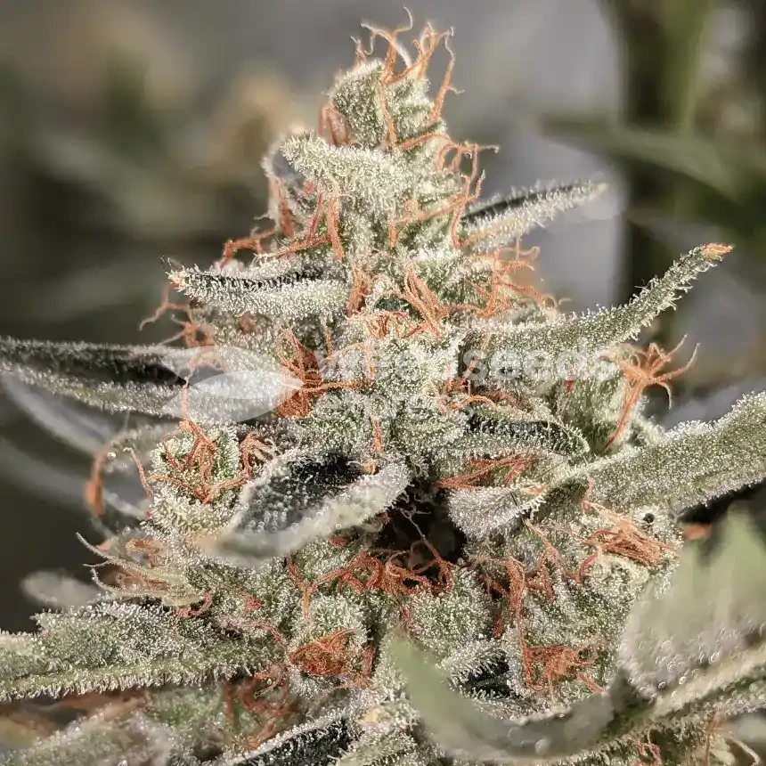 Jack Herer Seeds NZ