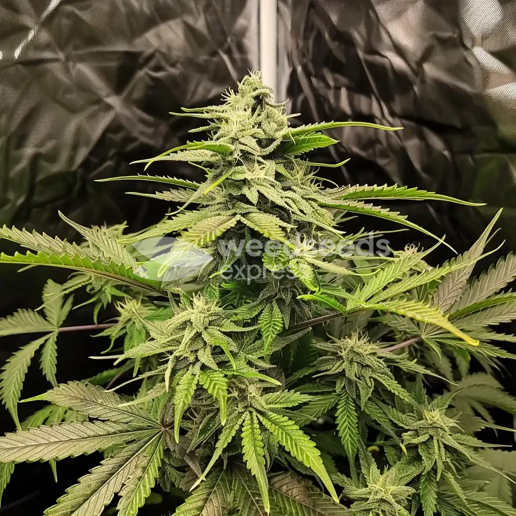Northern Lights Seeds