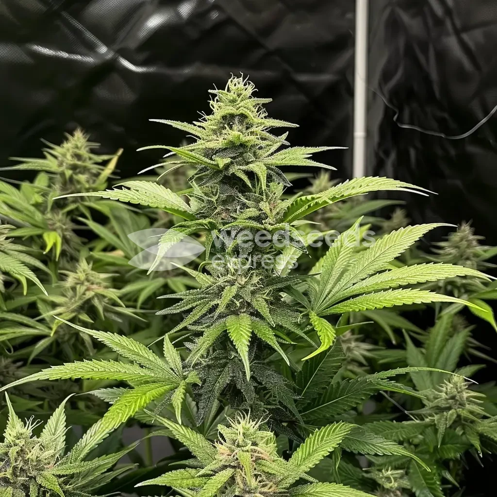Sour Diesel Auto Seeds NZ
