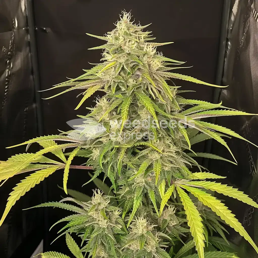 Super Lemon Haze Seeds