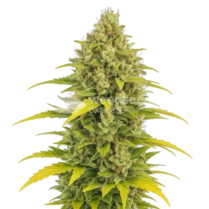 Acapulco Gold Auto Seeds