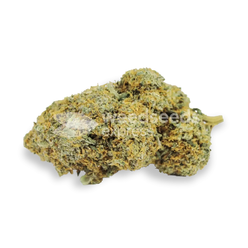 Acapulco Gold Seeds