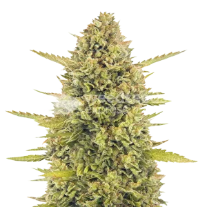 Acapulco Gold Seeds