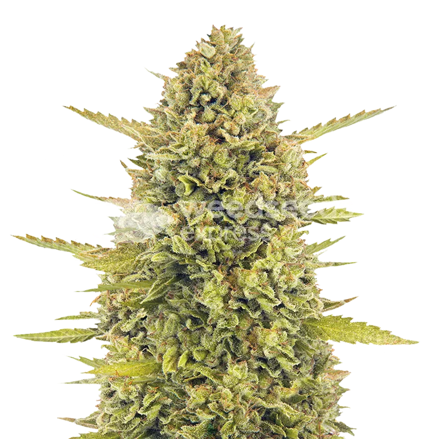 Acapulco Gold Seeds