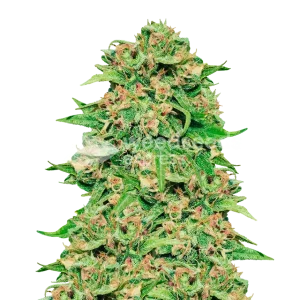 ACDC Seeds NZ