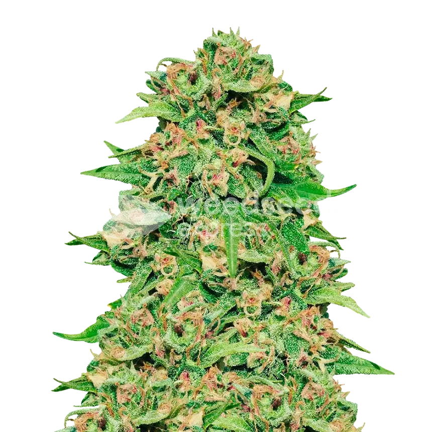 ACDC Seeds NZ