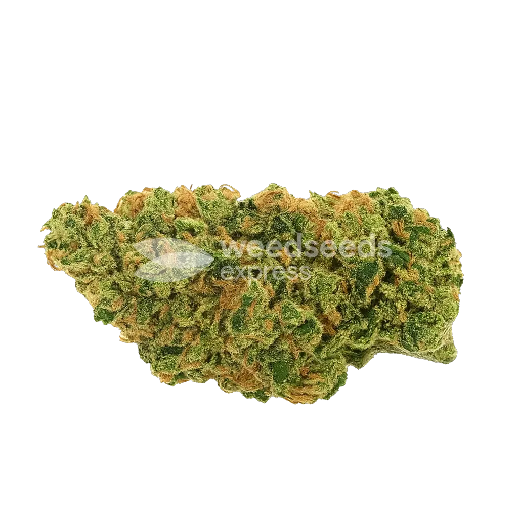 AK-47 Auto Seeds