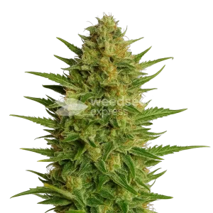 AK-47 Auto Seeds
