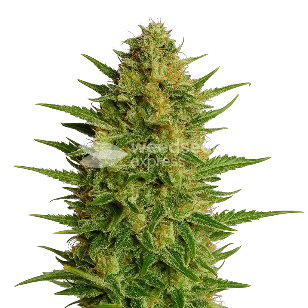 AK-47 Auto Seeds