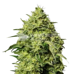 Amnesia Haze Seeds NZ