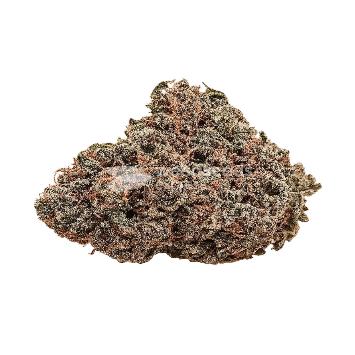 Archive Runtz seeds NZ