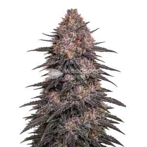 Archive Runtz seeds NZ
