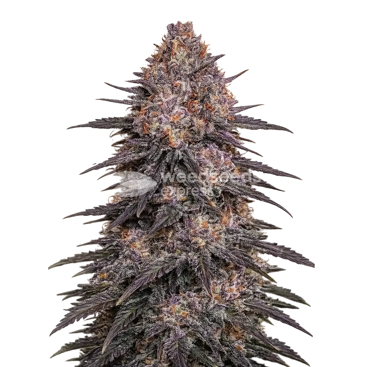 Archive Runtz seeds NZ