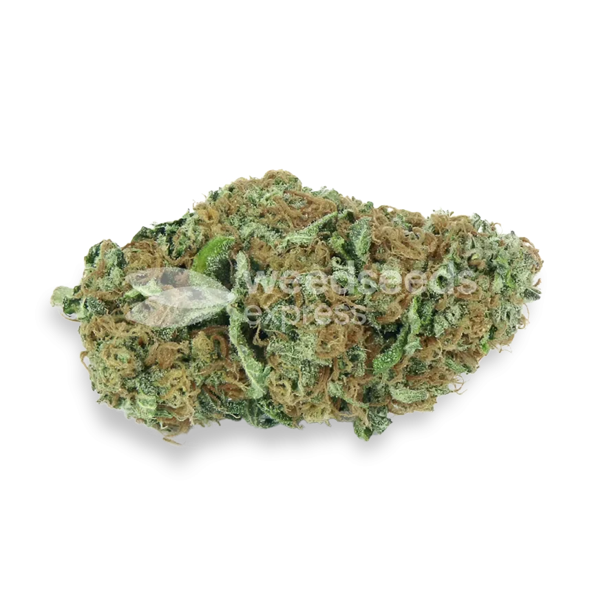 Big Bud Seeds NZ