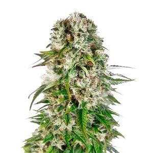Big Bud Seeds NZ