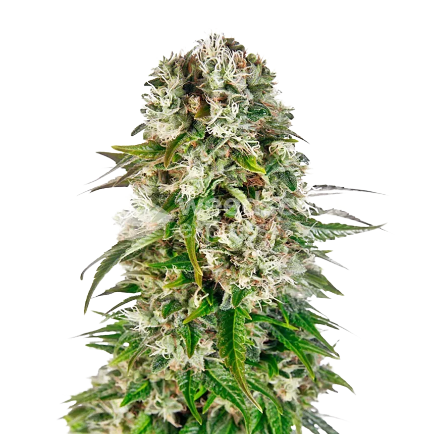 Big Bud Seeds NZ