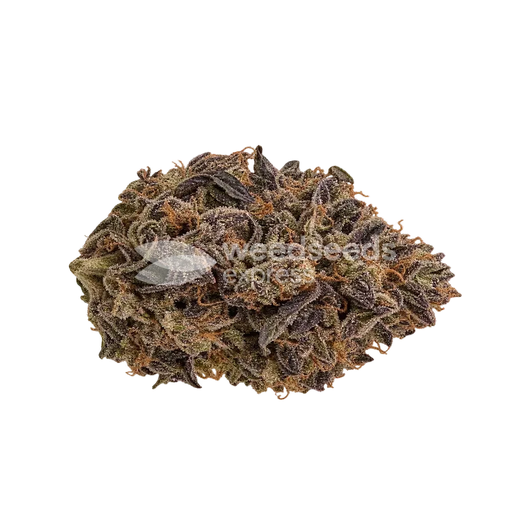 Black Hulk seeds NZ