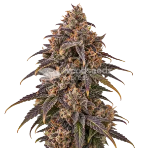 Black Hulk seeds NZ