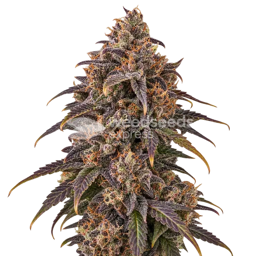Black Hulk seeds NZ