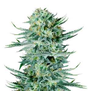 Blue Dream feminized