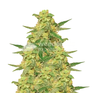 C. Banana seeds New Zealand