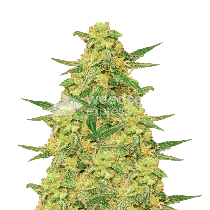 C. Banana seeds New Zealand
