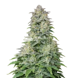 Forbidden Runtz Auto seeds NZ