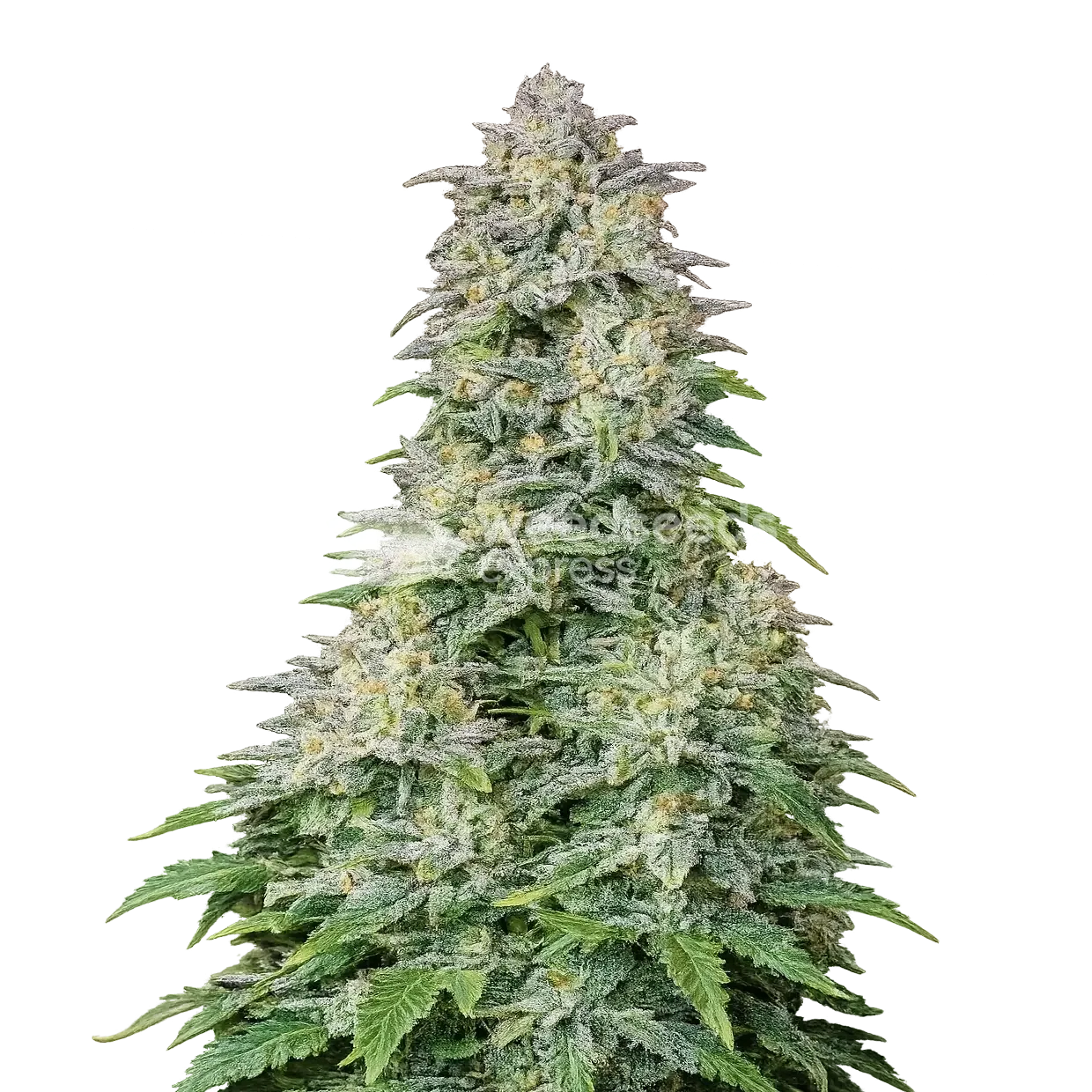 Forbidden Runtz Auto seeds NZ