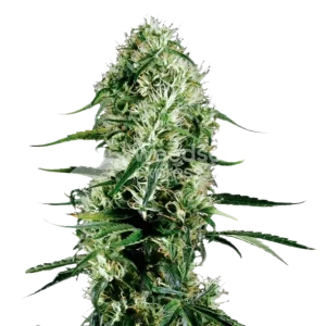 Ghost Train Haze Seeds NZ